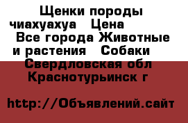 Щенки породы чиахуахуа › Цена ­ 12 000 - Все города Животные и растения » Собаки   . Свердловская обл.,Краснотурьинск г.